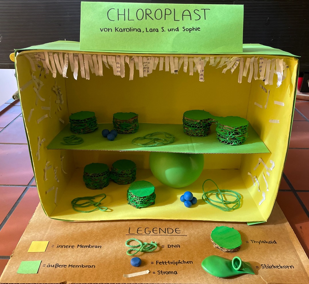 Chloroplast Modell 2